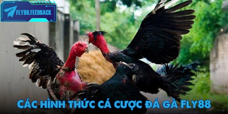 Đá gà Fly88 Tổng hợp hình thức cá cược đá gà Fly88 hot nhất 2025